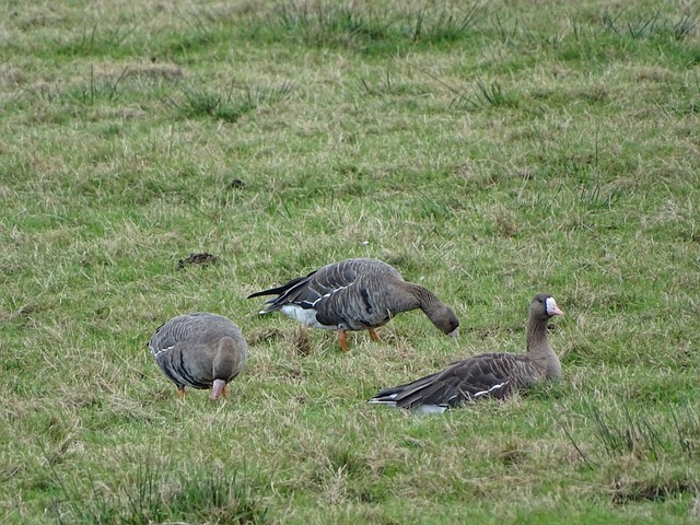 无球跑动 无球跑动